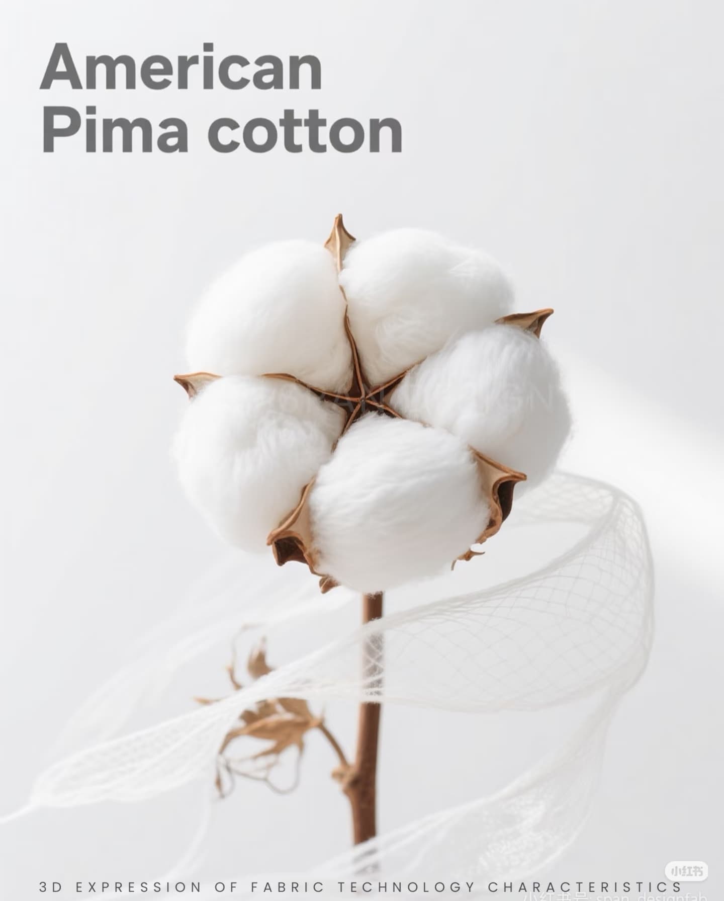 Fluffy American Pima cotton boll on a stem with swirling sheer white mesh fabric.